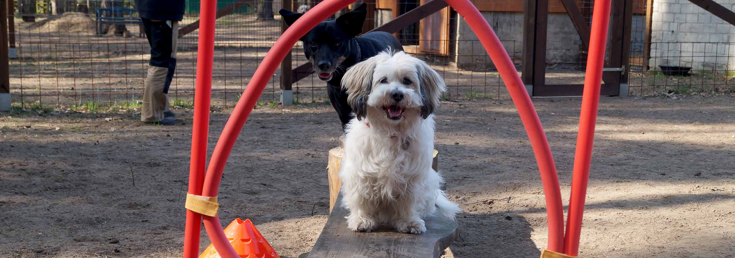 Spiel, Spaß und Tricks bei den Hundekursen von Sabine Wolf in Teltow