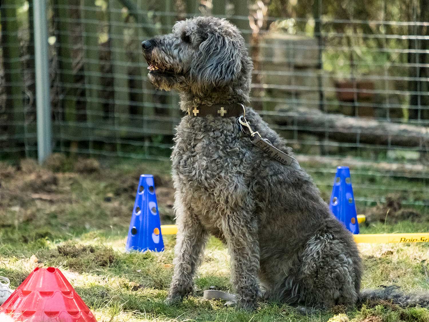 Hundetraining mit Sabine Wolf