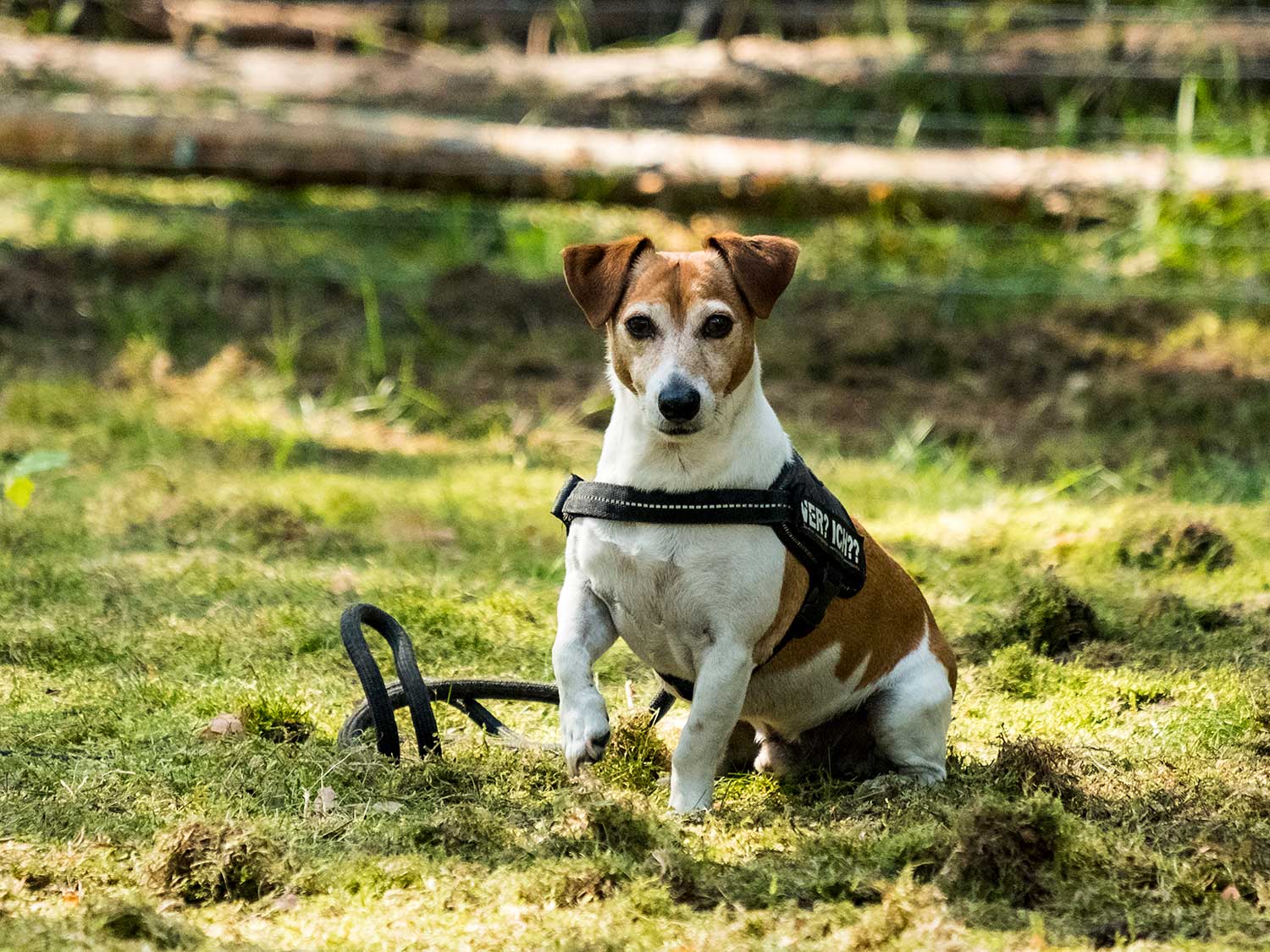 Hundetraining mit Sabine Wolf