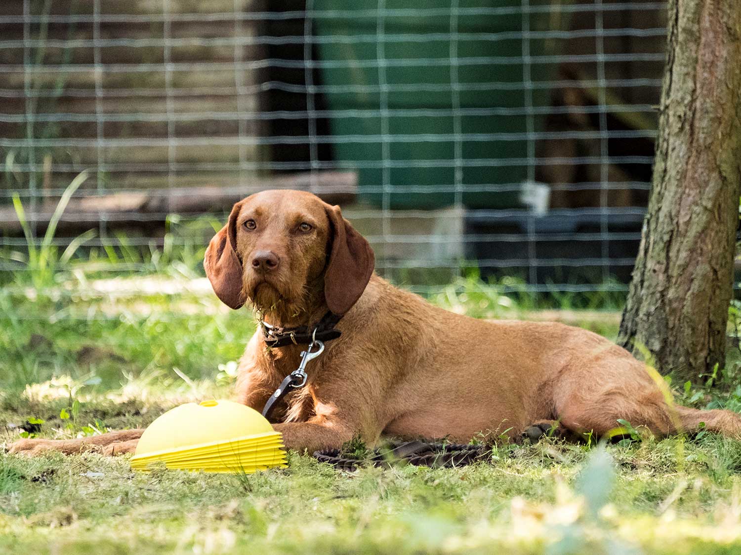 Hundetraining mit Sabine Wolf