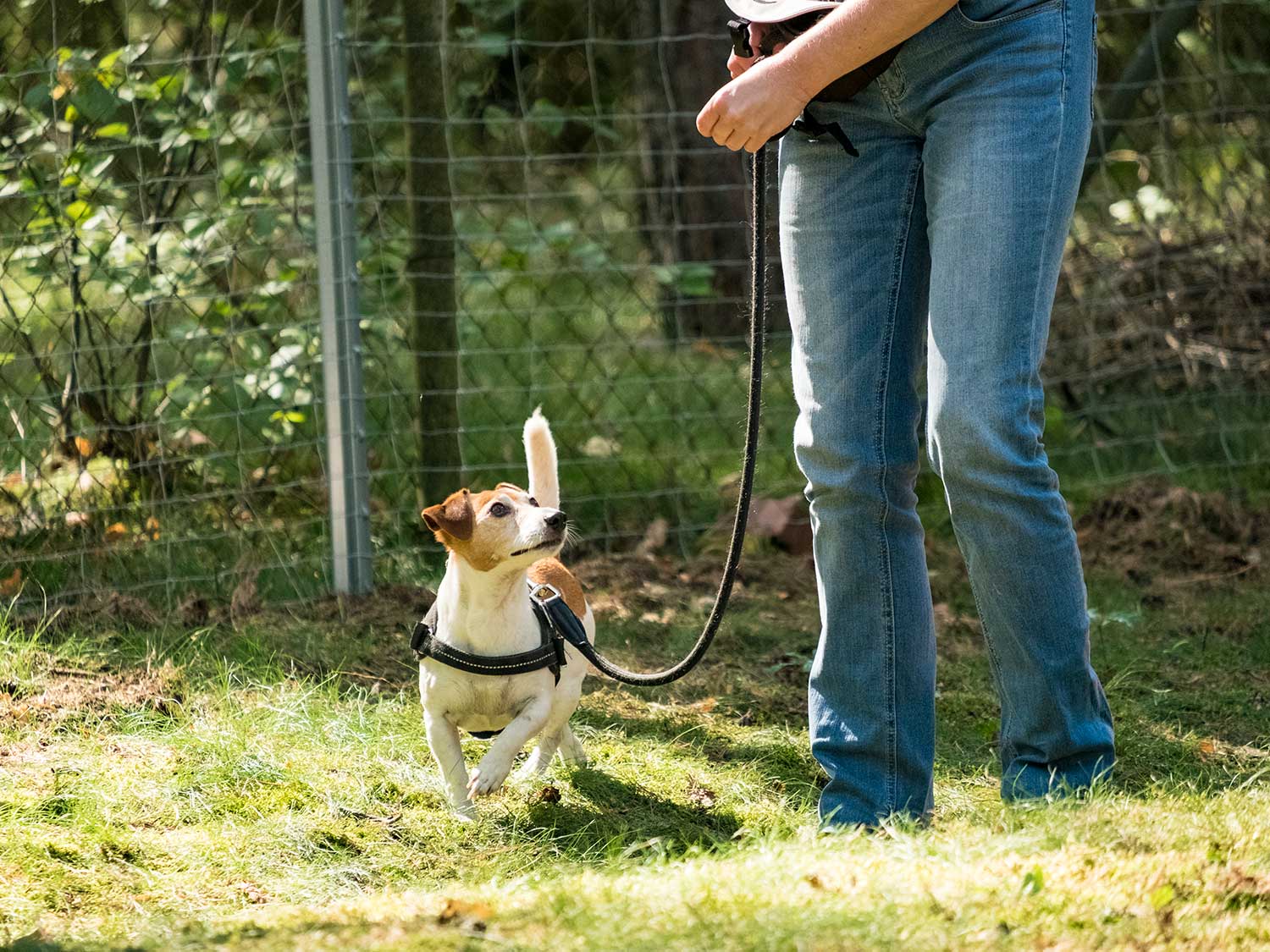 Hundetraining mit Sabine Wolf