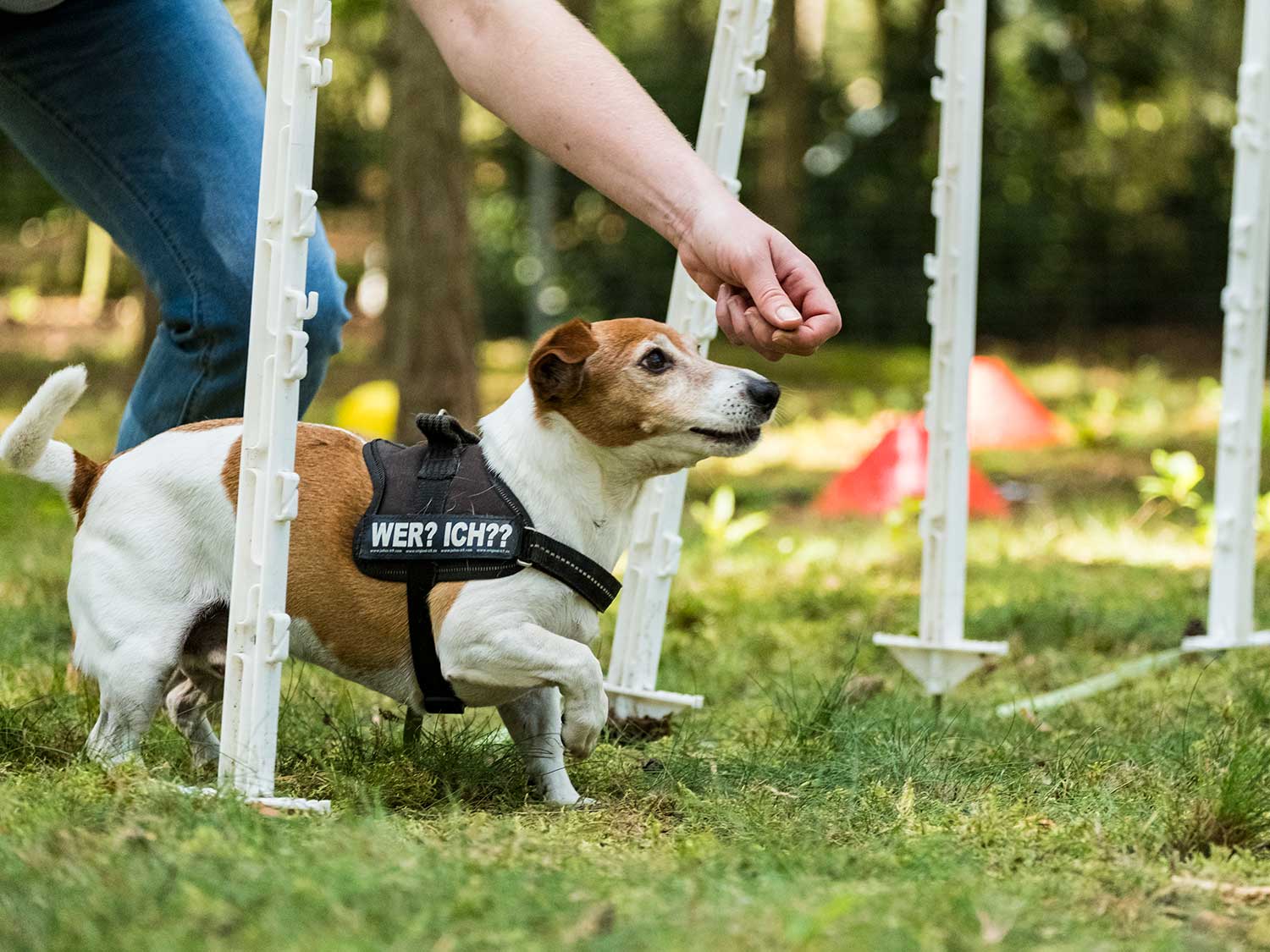 Hundetraining mit Sabine Wolf