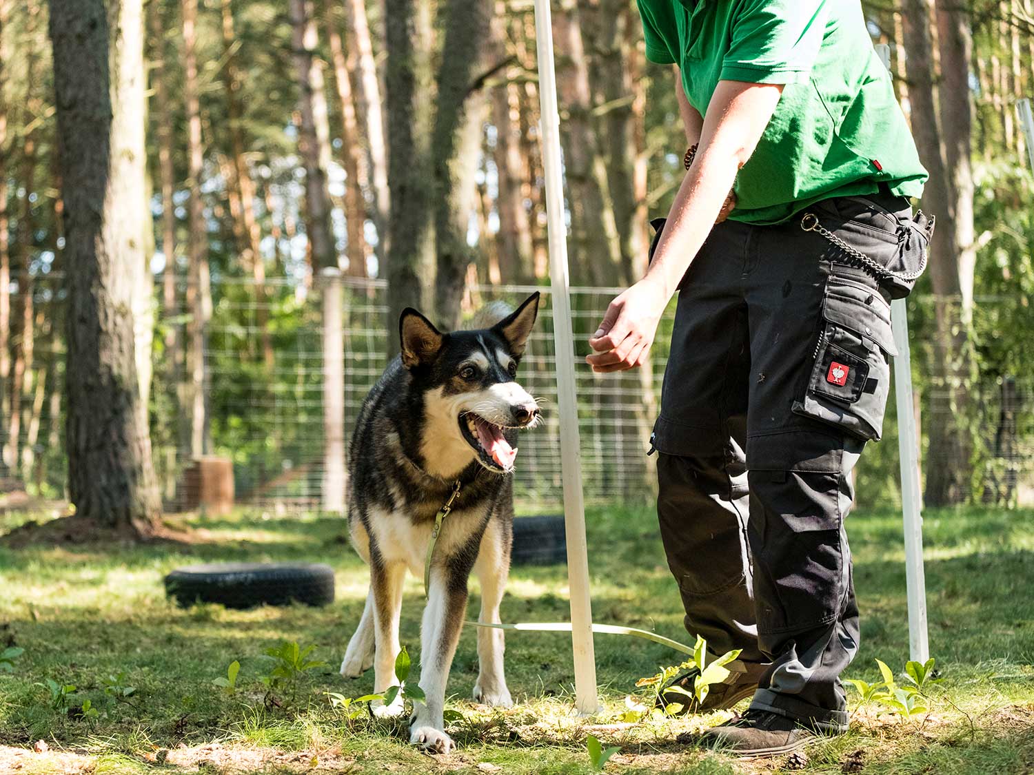 Hundetraining mit Sabine Wolf