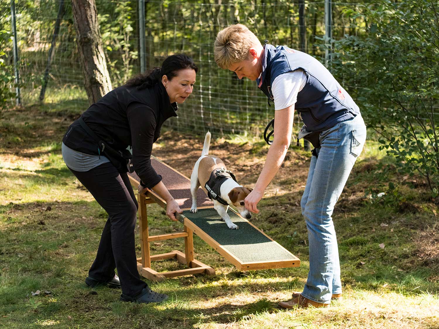 Hundetraining mit Sabine Wolf