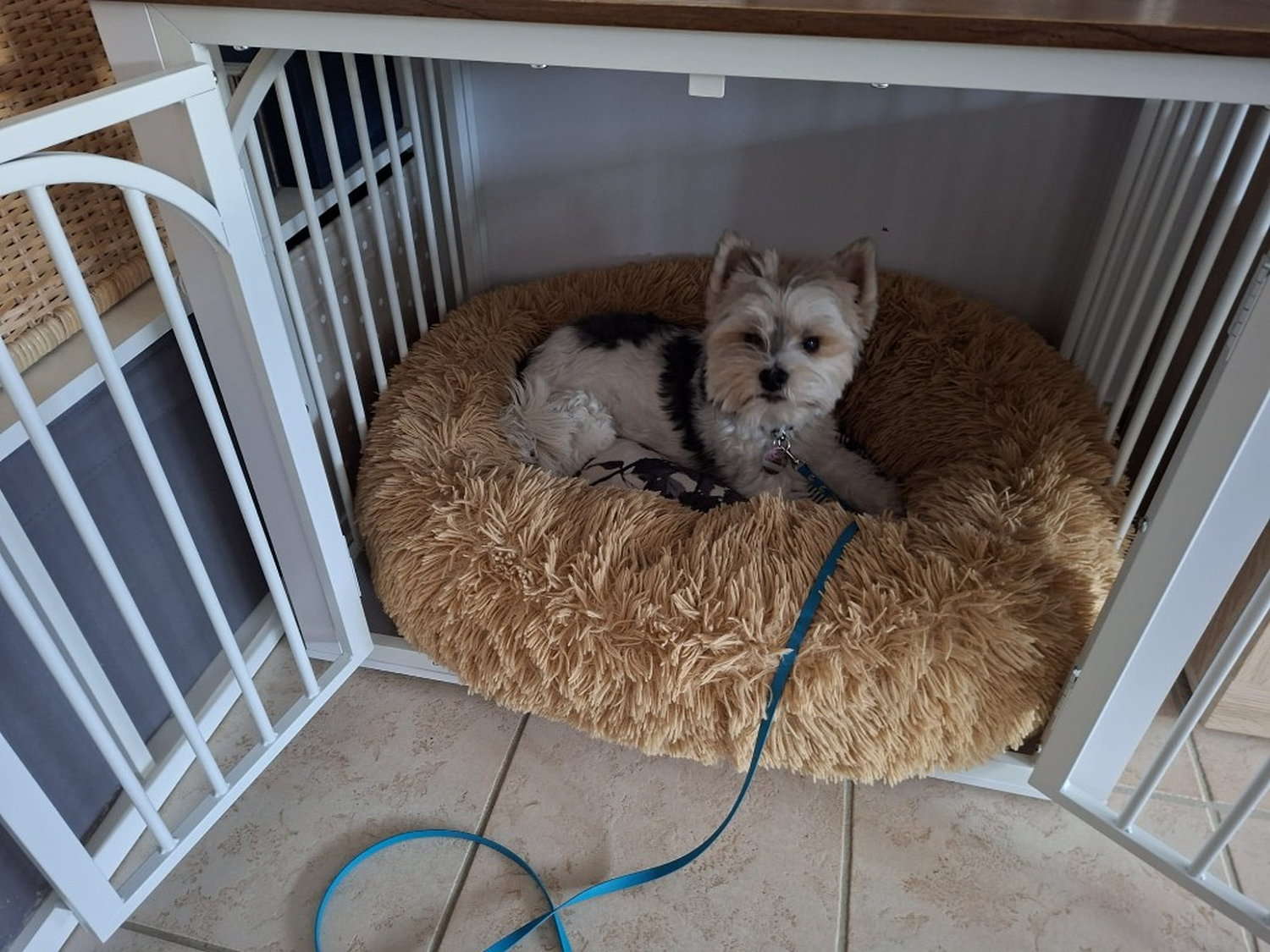 Kleiner Hund in der Box
