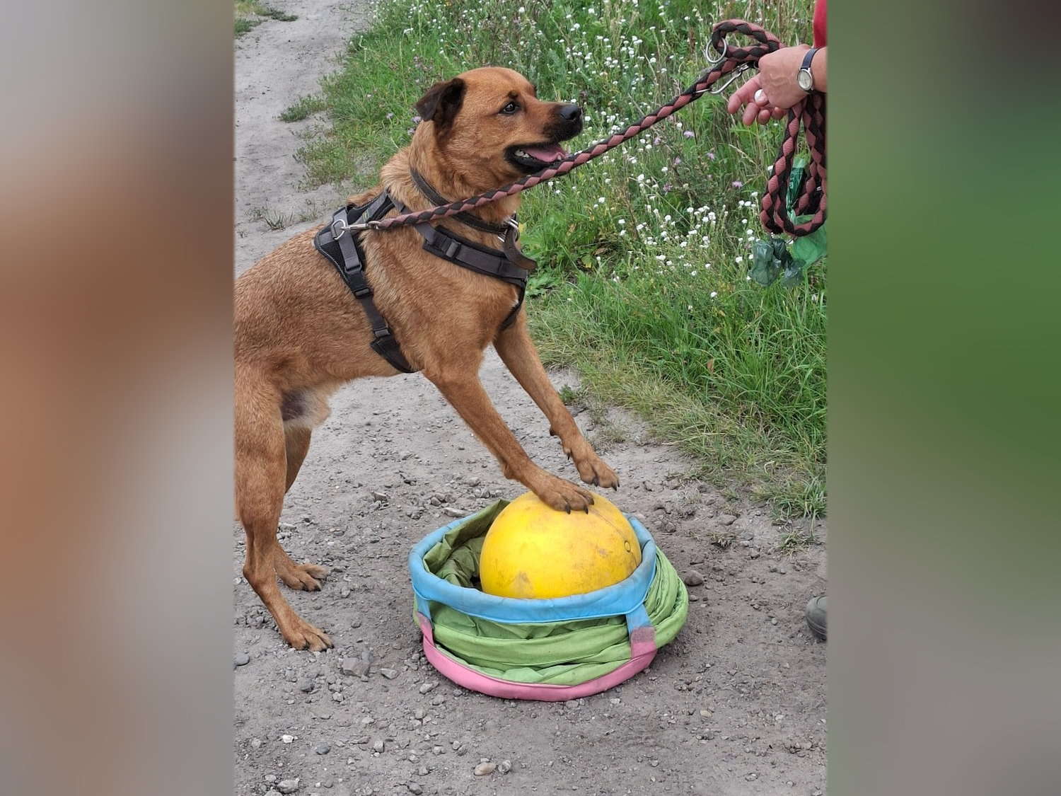 Hundetraining mit Ball