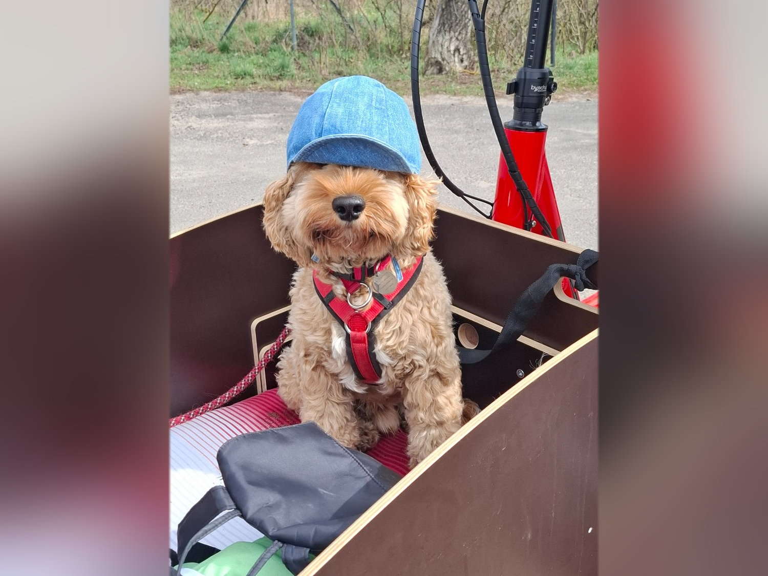 Hund im Lastenrad