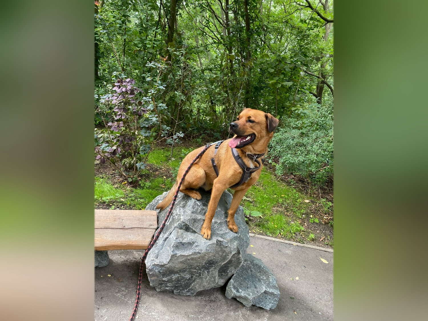 Hund auf dem Felsen