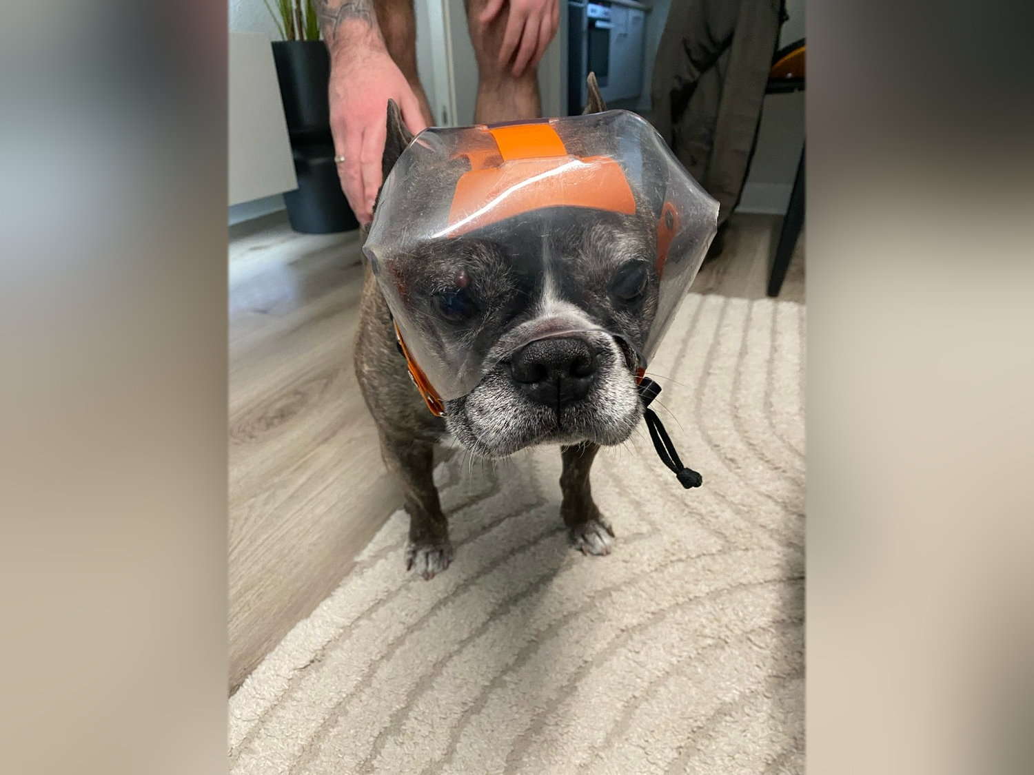 Hund mit Augenschutz
