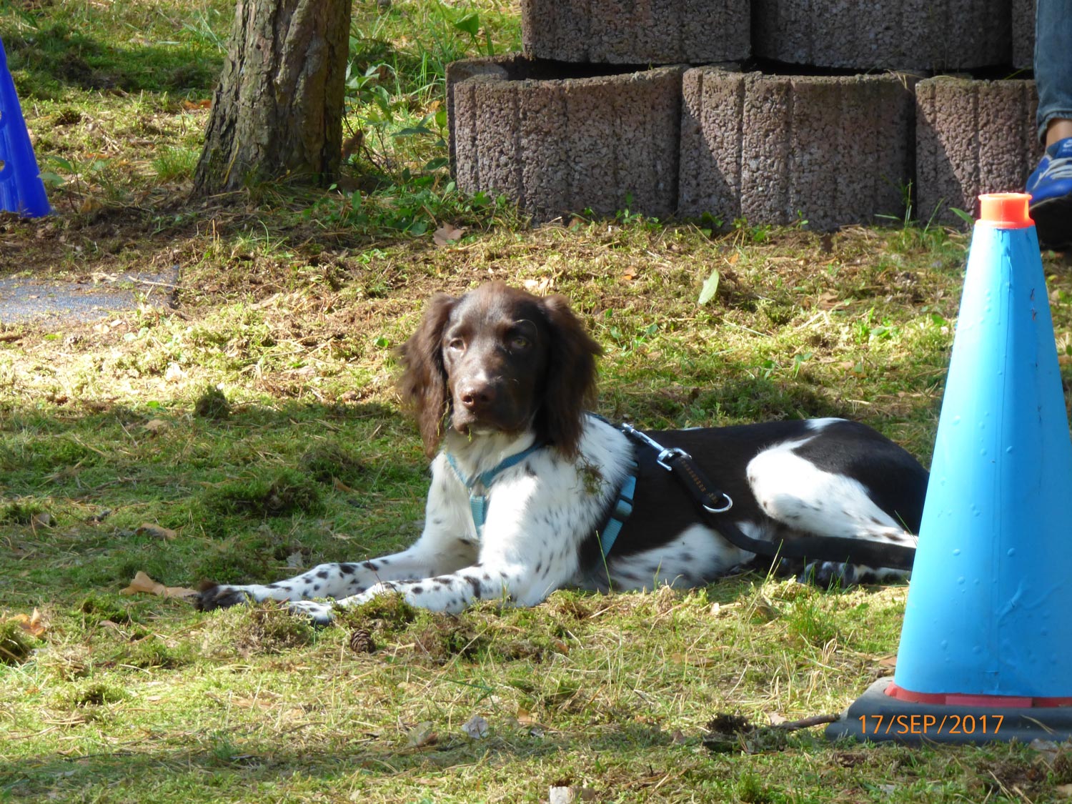 Hundetraining mit Sabine Wolf