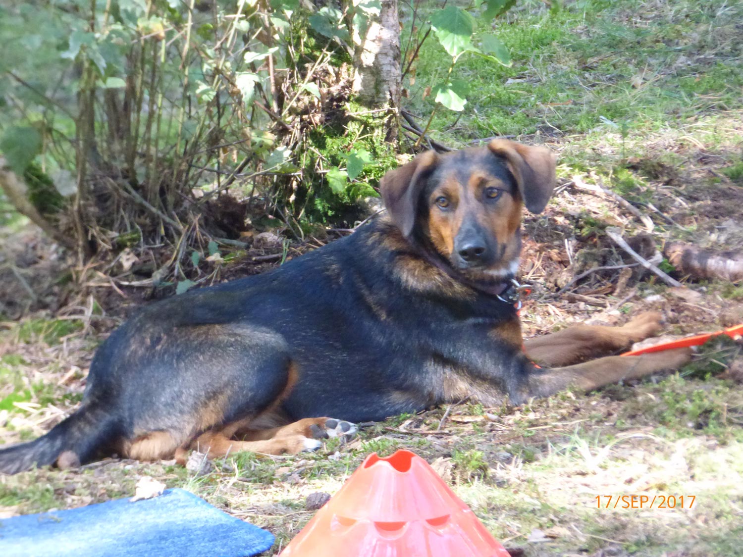 Hundetraining mit Sabine Wolf