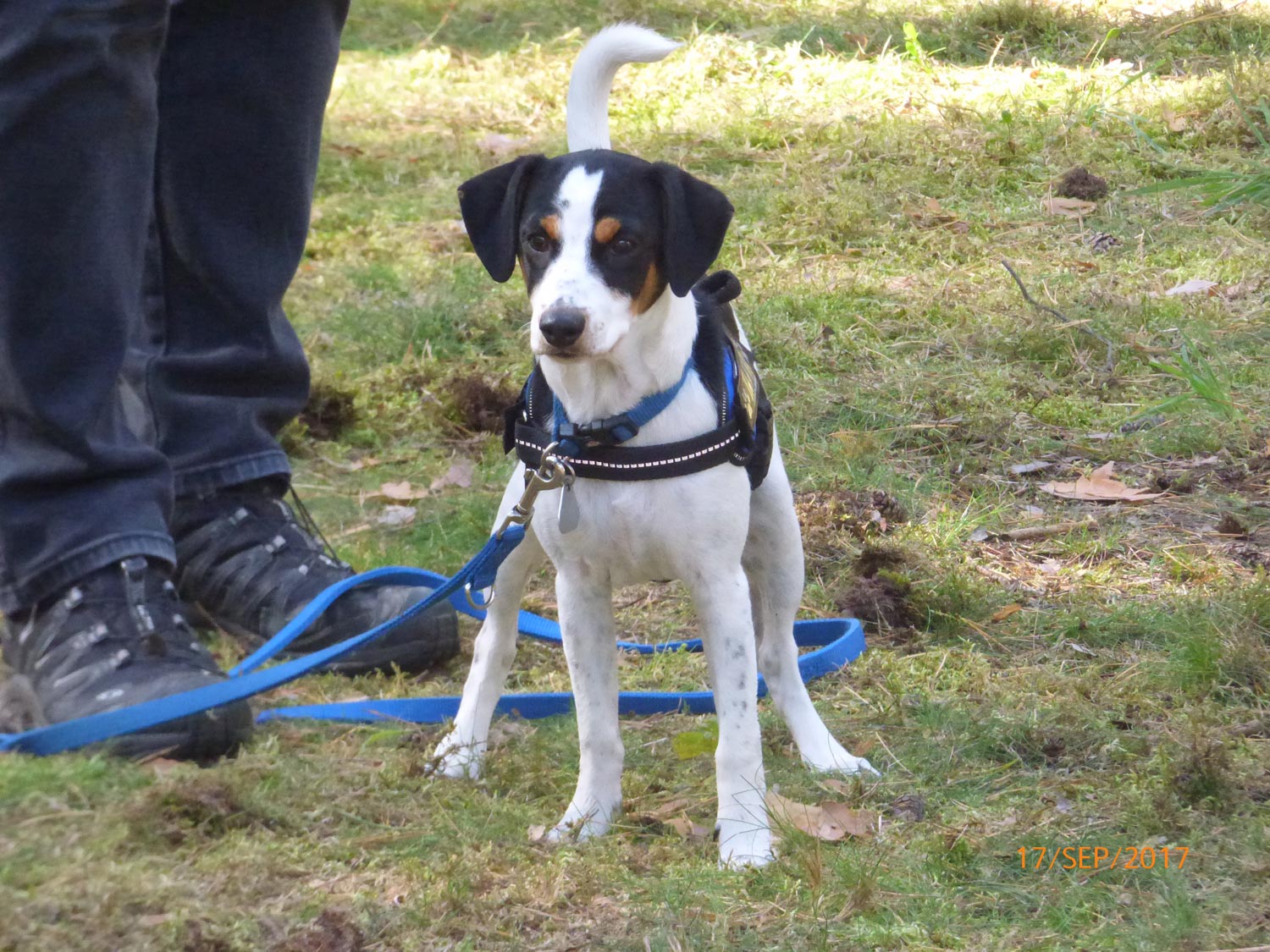 Hundetraining mit Sabine Wolf