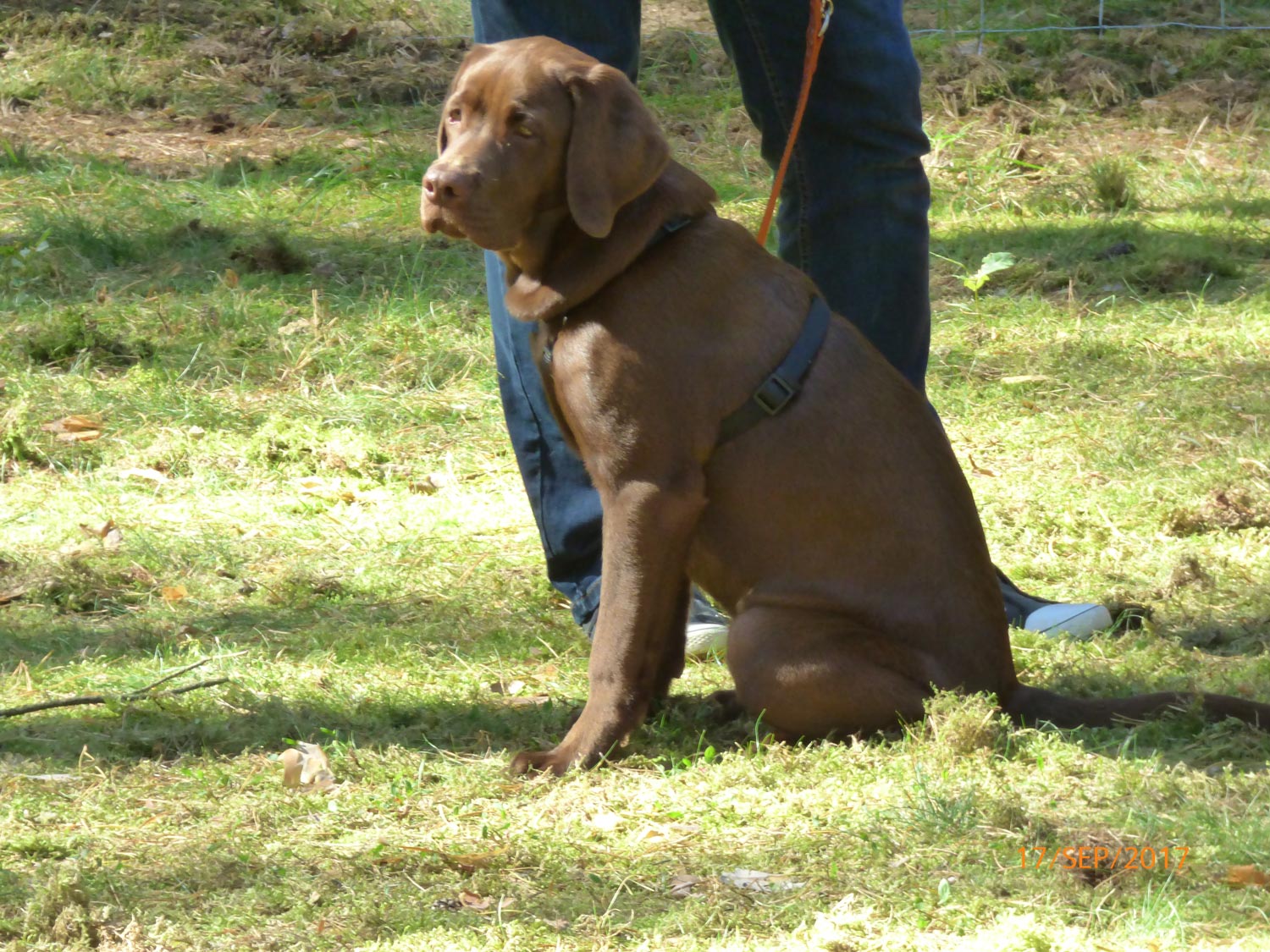 Hundetraining mit Sabine Wolf