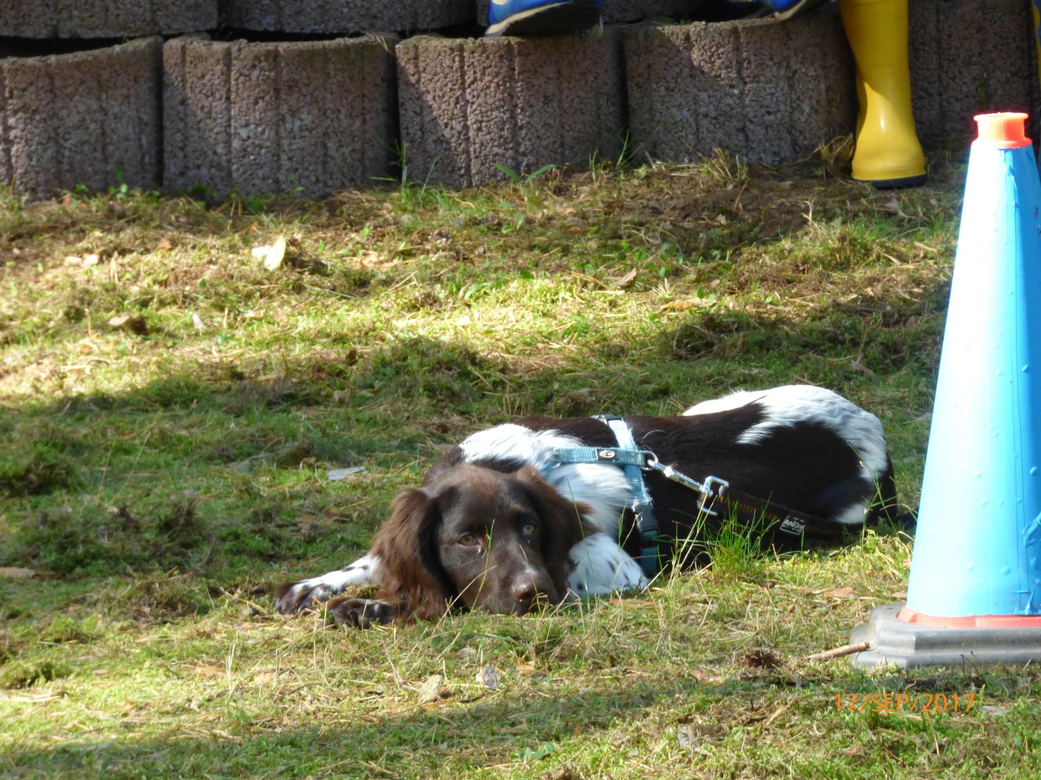 Hundetraining mit Sabine Wolf