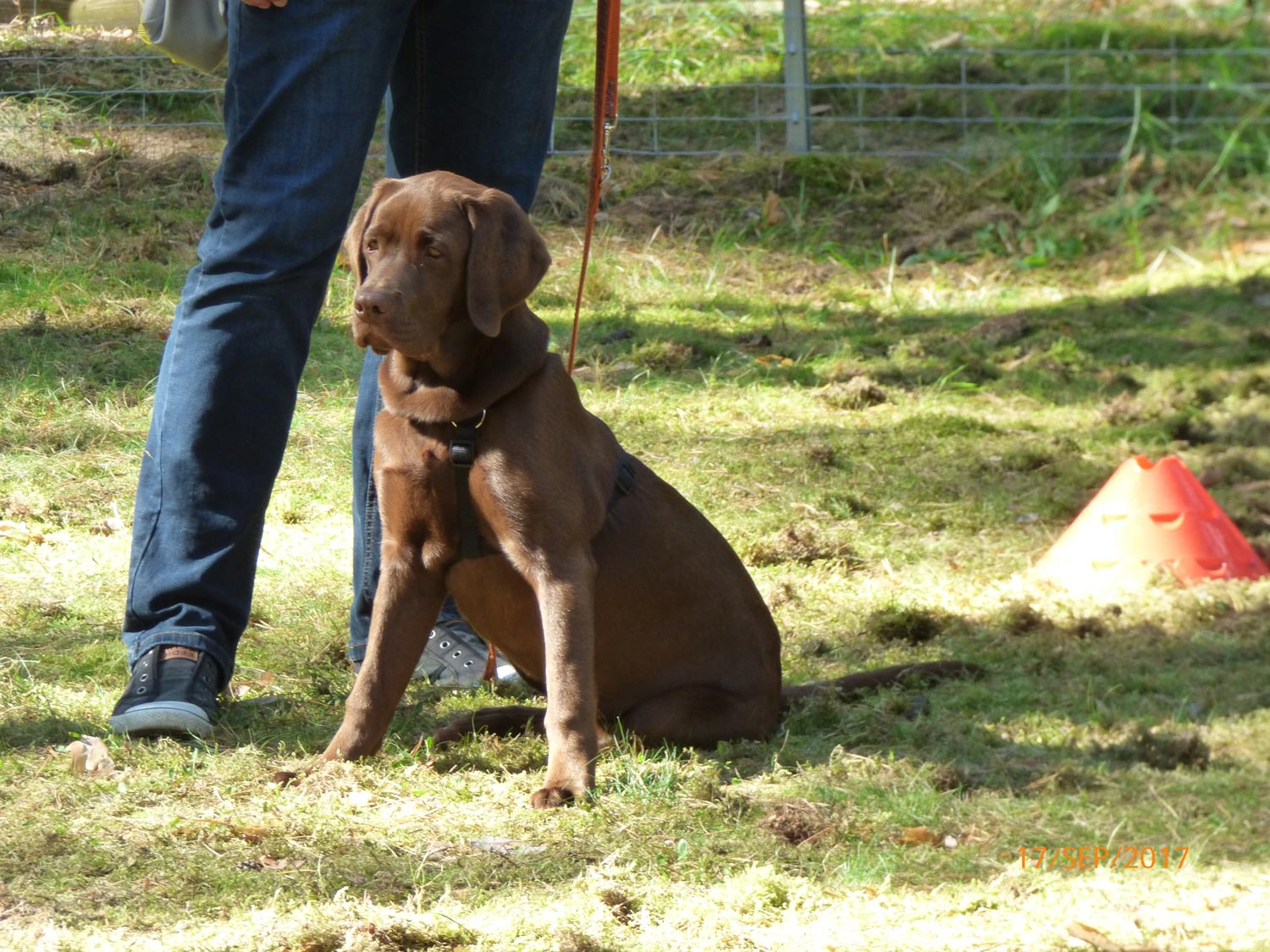 Hundetraining mit Sabine Wolf