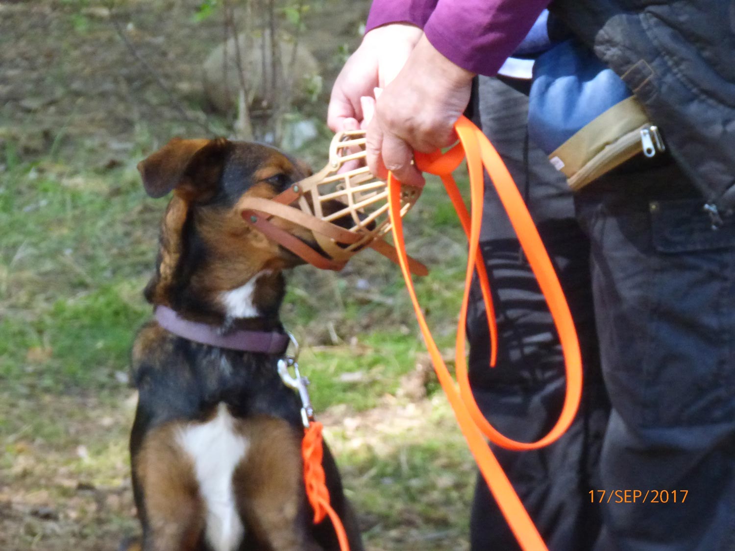 Hundetraining mit Sabine Wolf