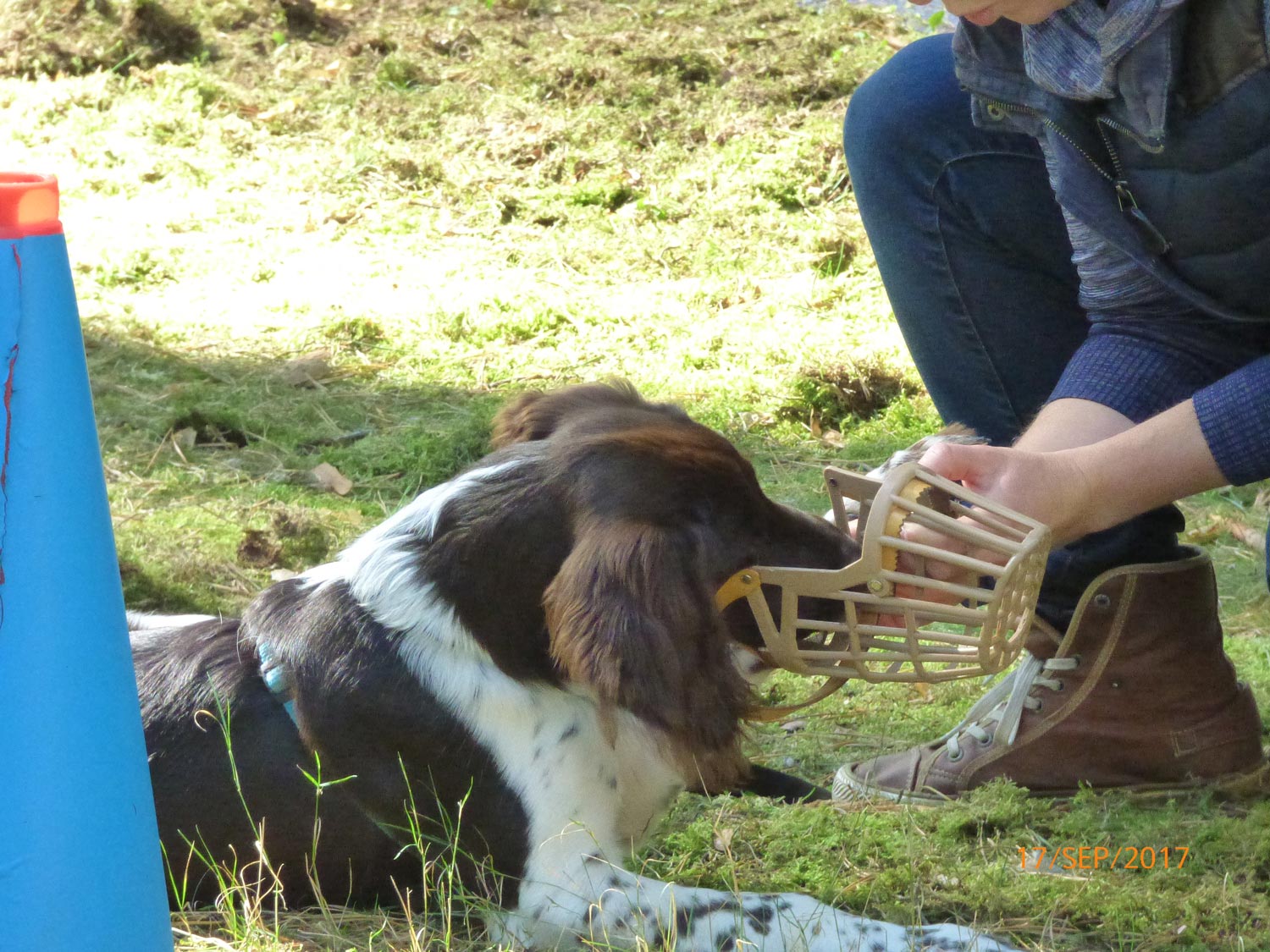 Hundetraining mit Sabine Wolf