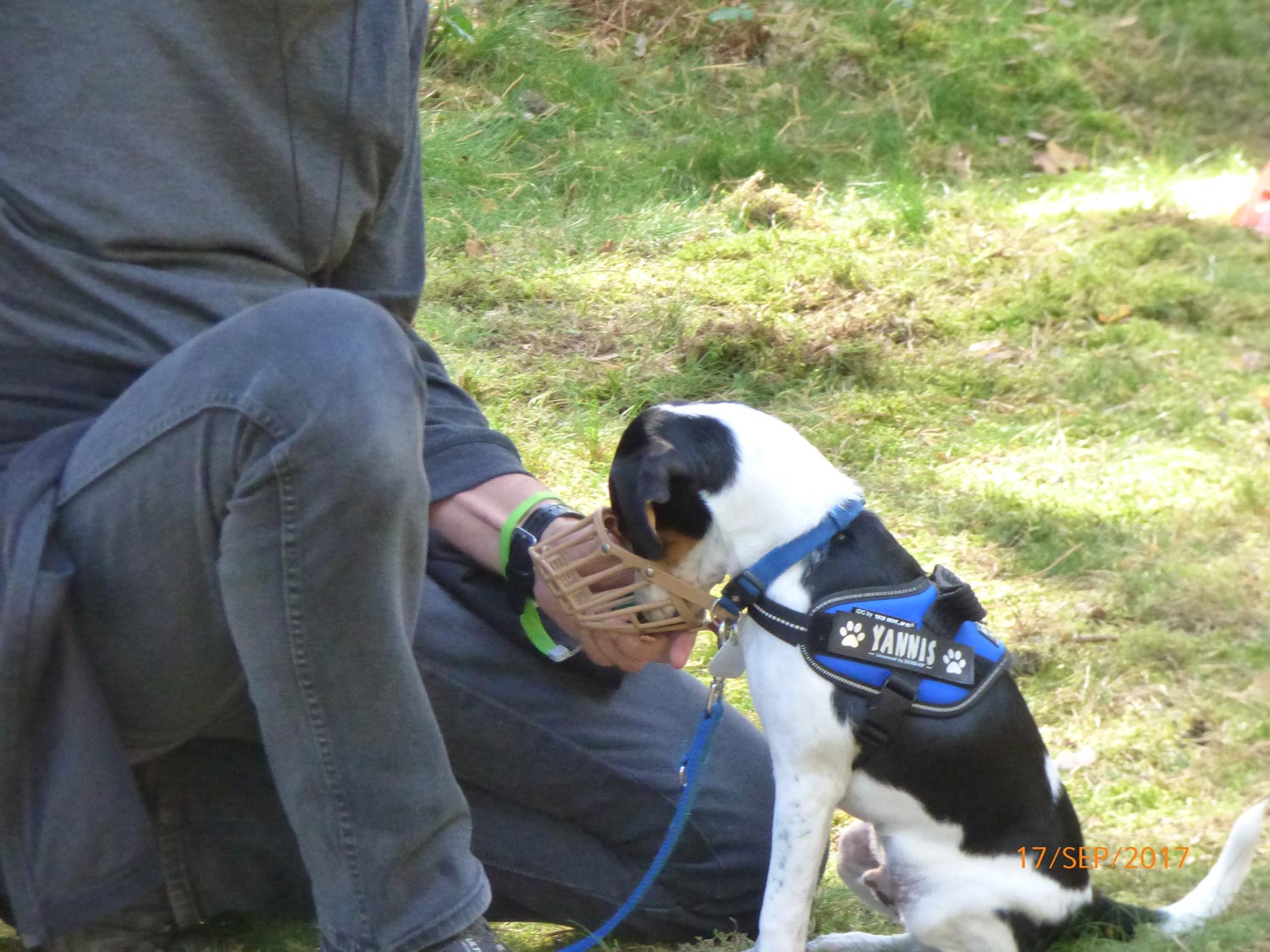 Hundetraining mit Sabine Wolf