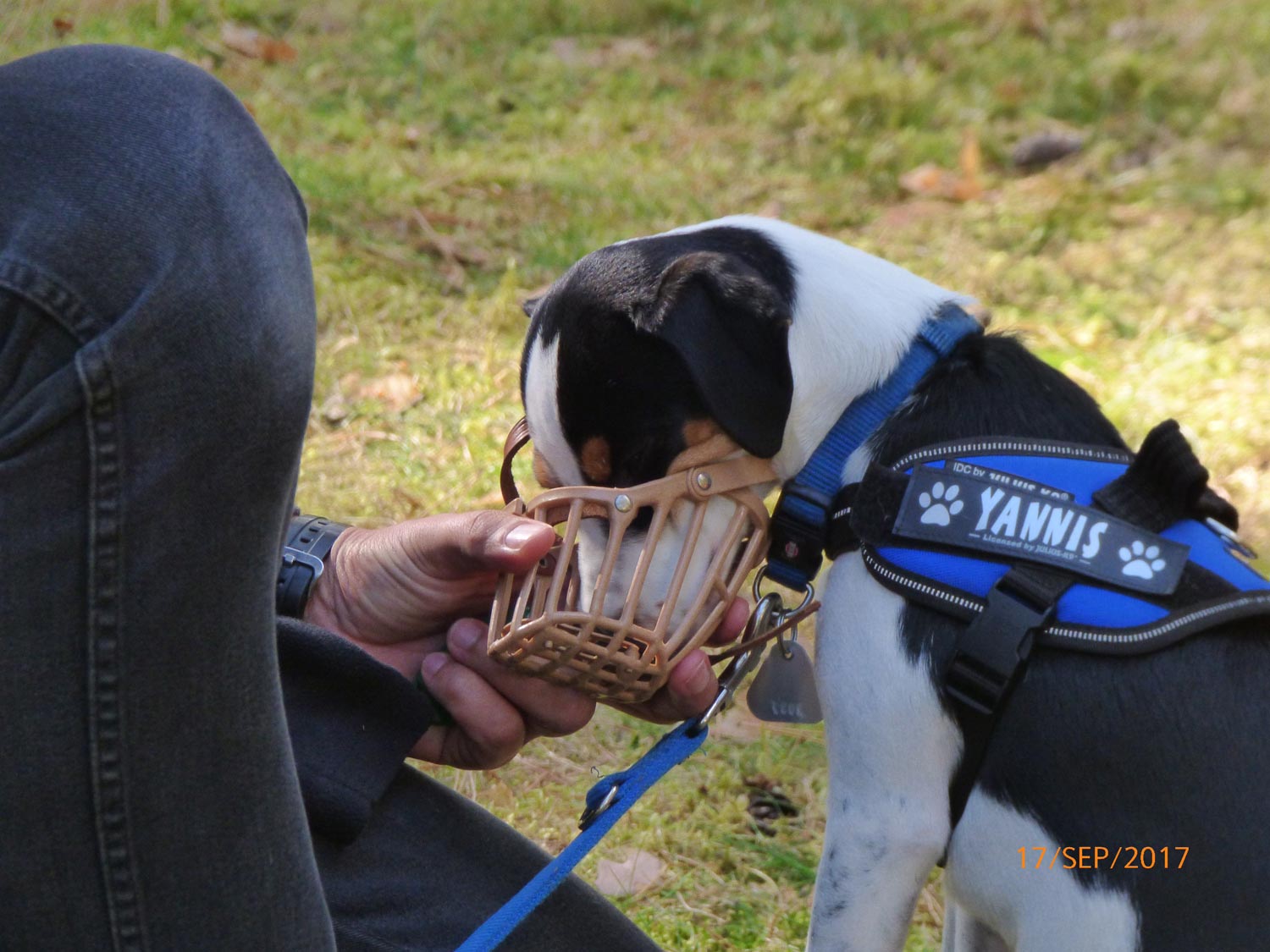 Hundetraining mit Sabine Wolf