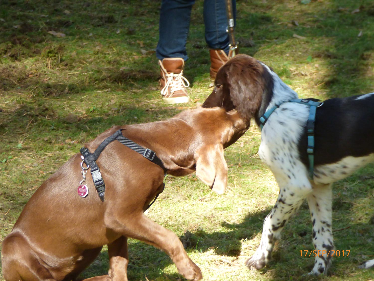 Hundetraining mit Sabine Wolf