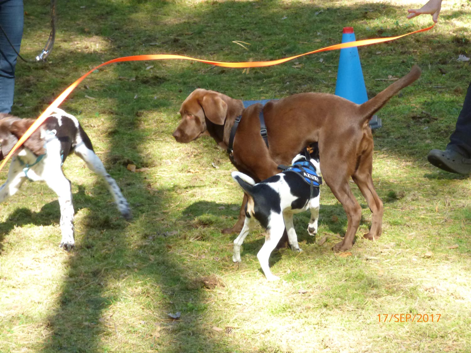 Hundetraining mit Sabine Wolf