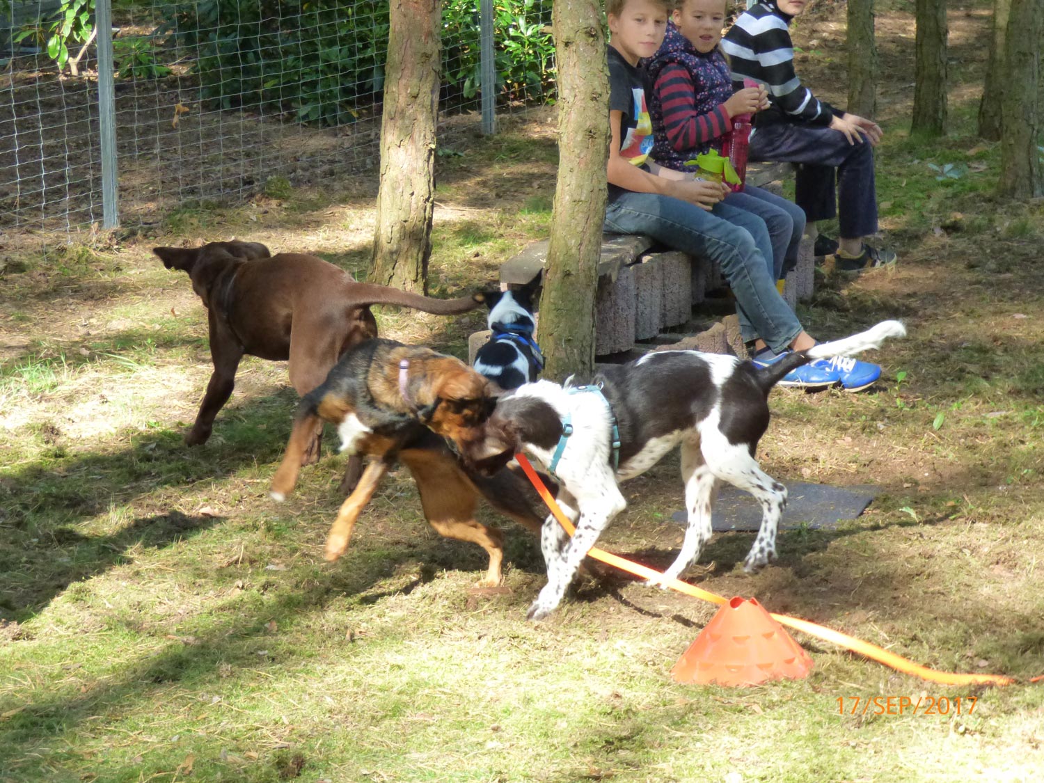 Hundetraining mit Sabine Wolf