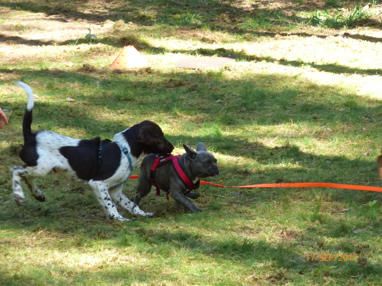 Hundetraining mit Sabine Wolf