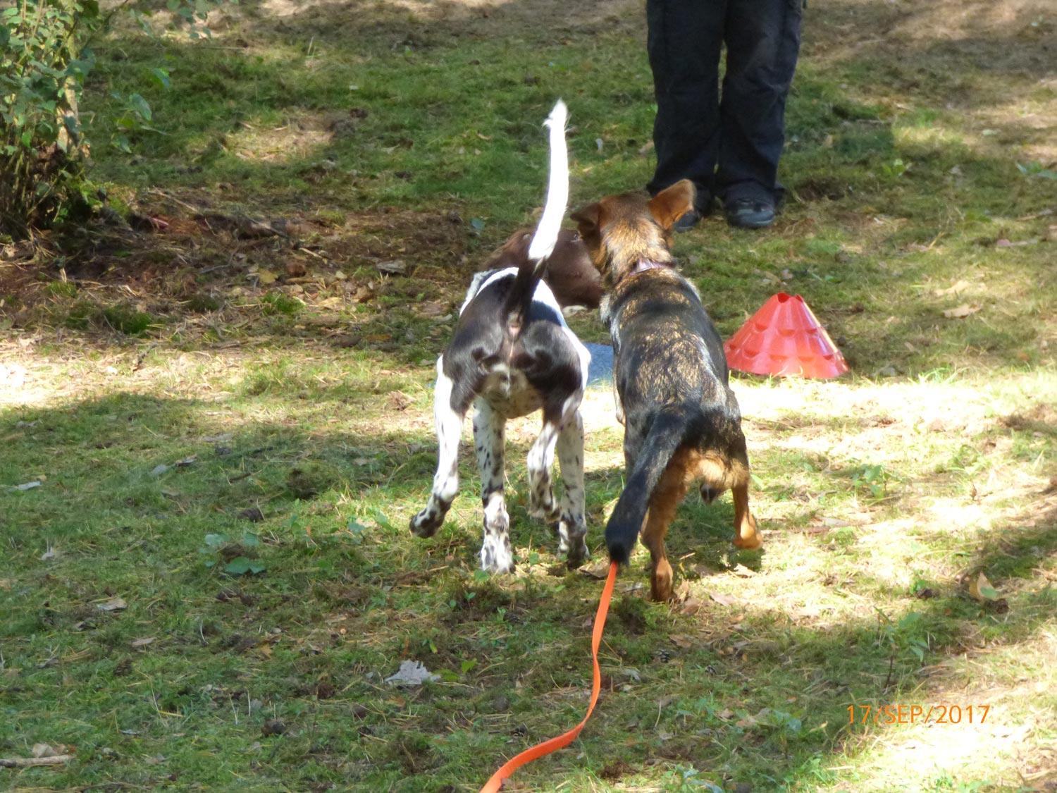 Hundetraining mit Sabine Wolf