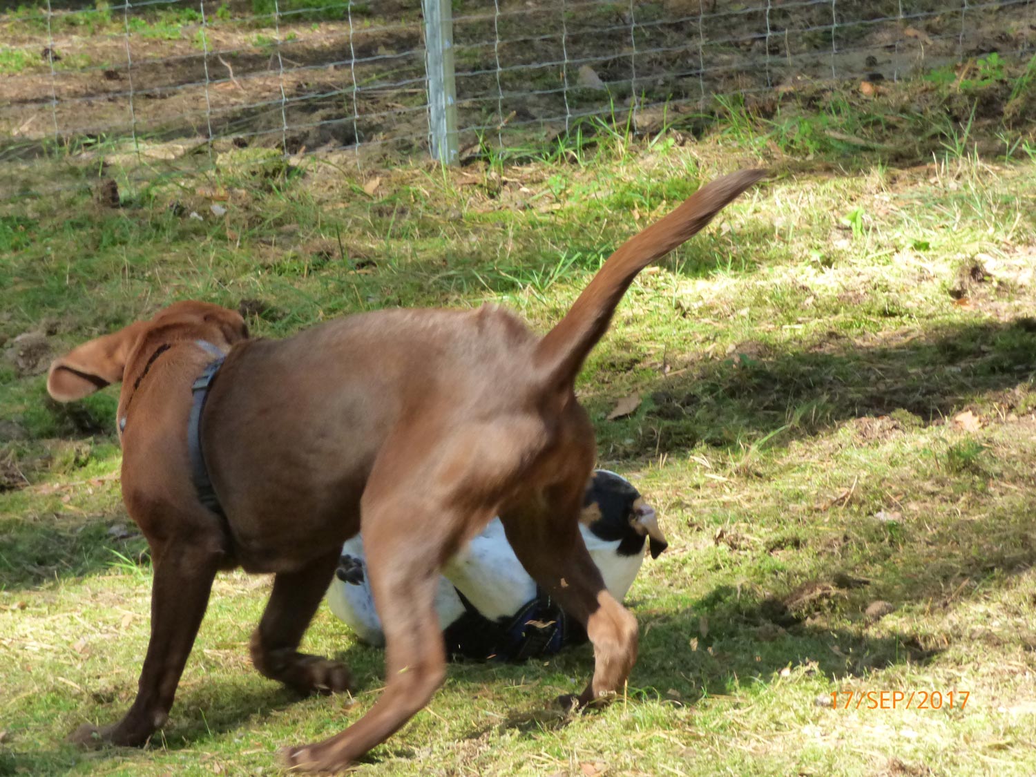 Hundetraining mit Sabine Wolf