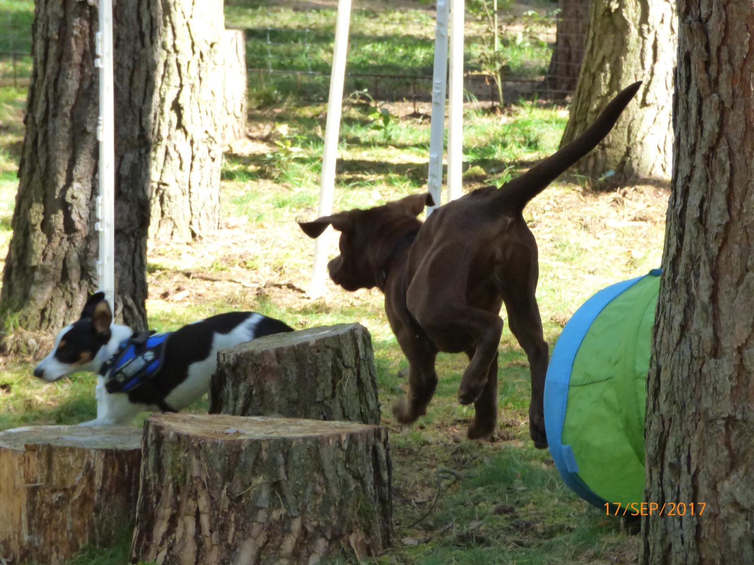 Hundetraining mit Sabine Wolf