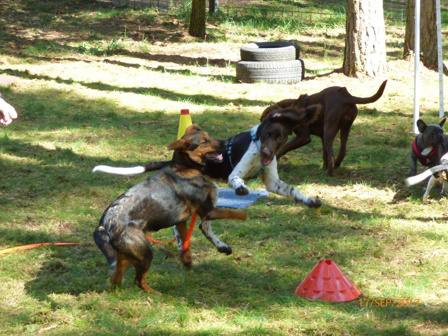 Hundetraining mit Sabine Wolf