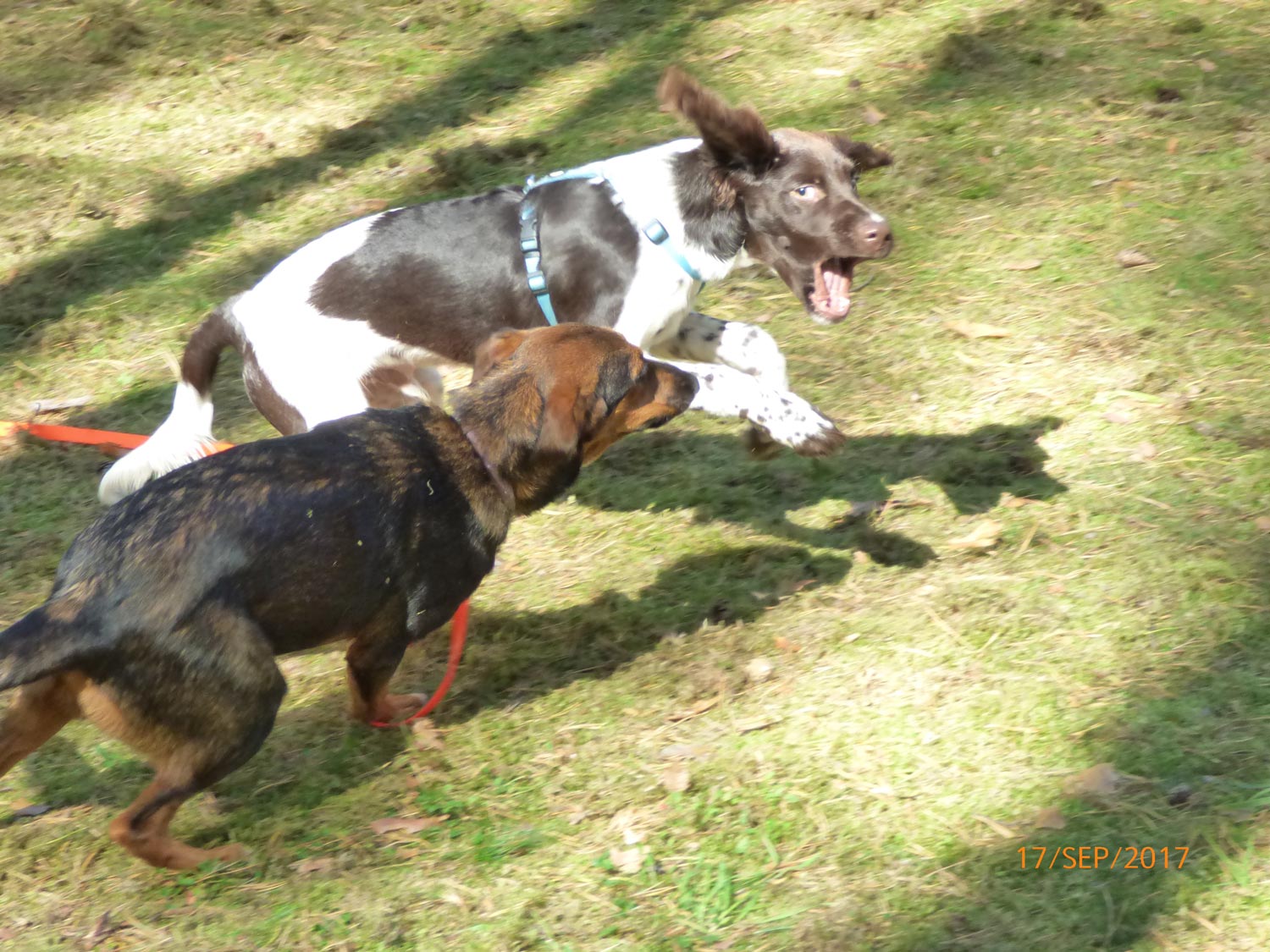 Hundetraining mit Sabine Wolf