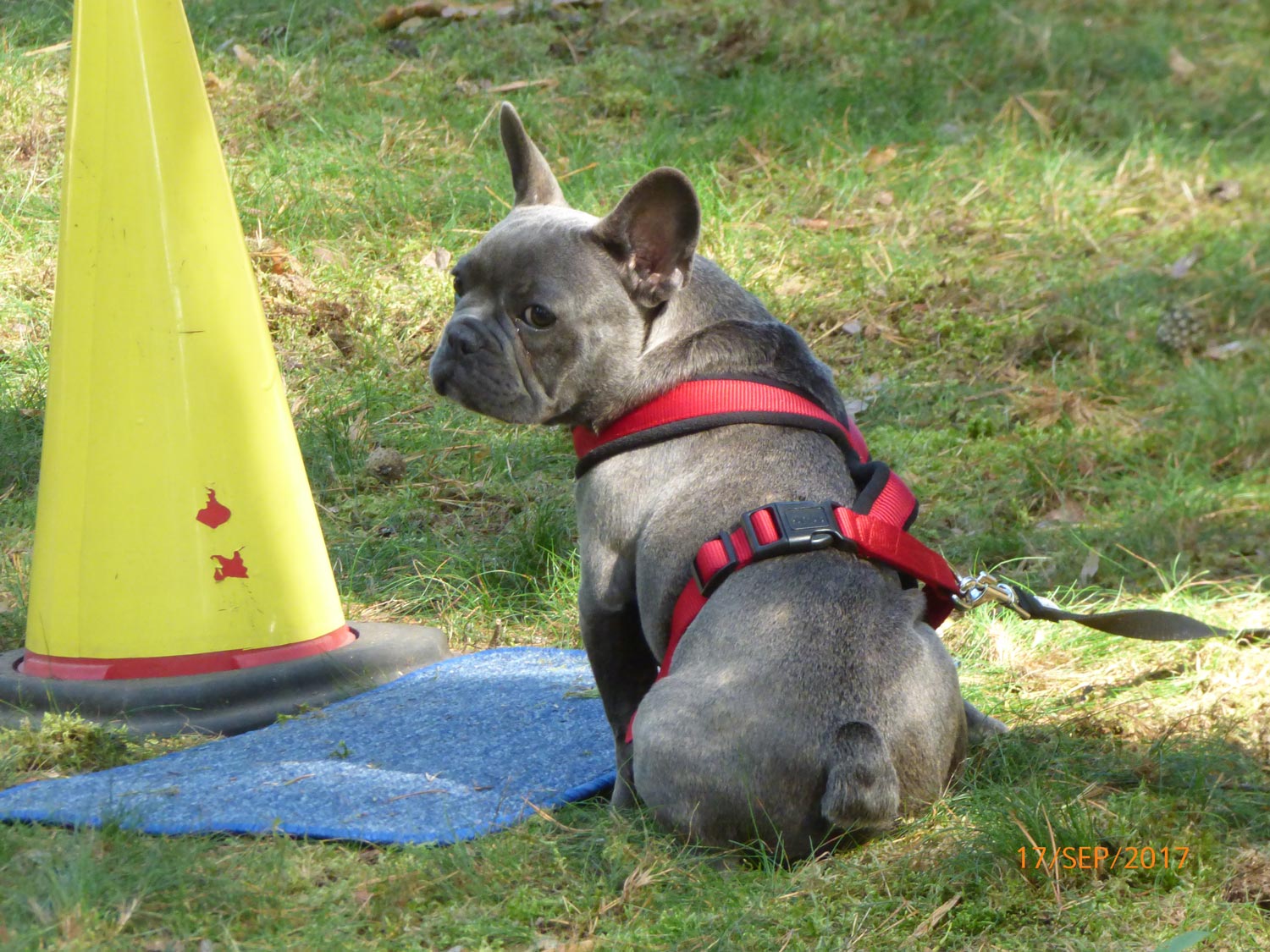 Hundetraining mit Sabine Wolf