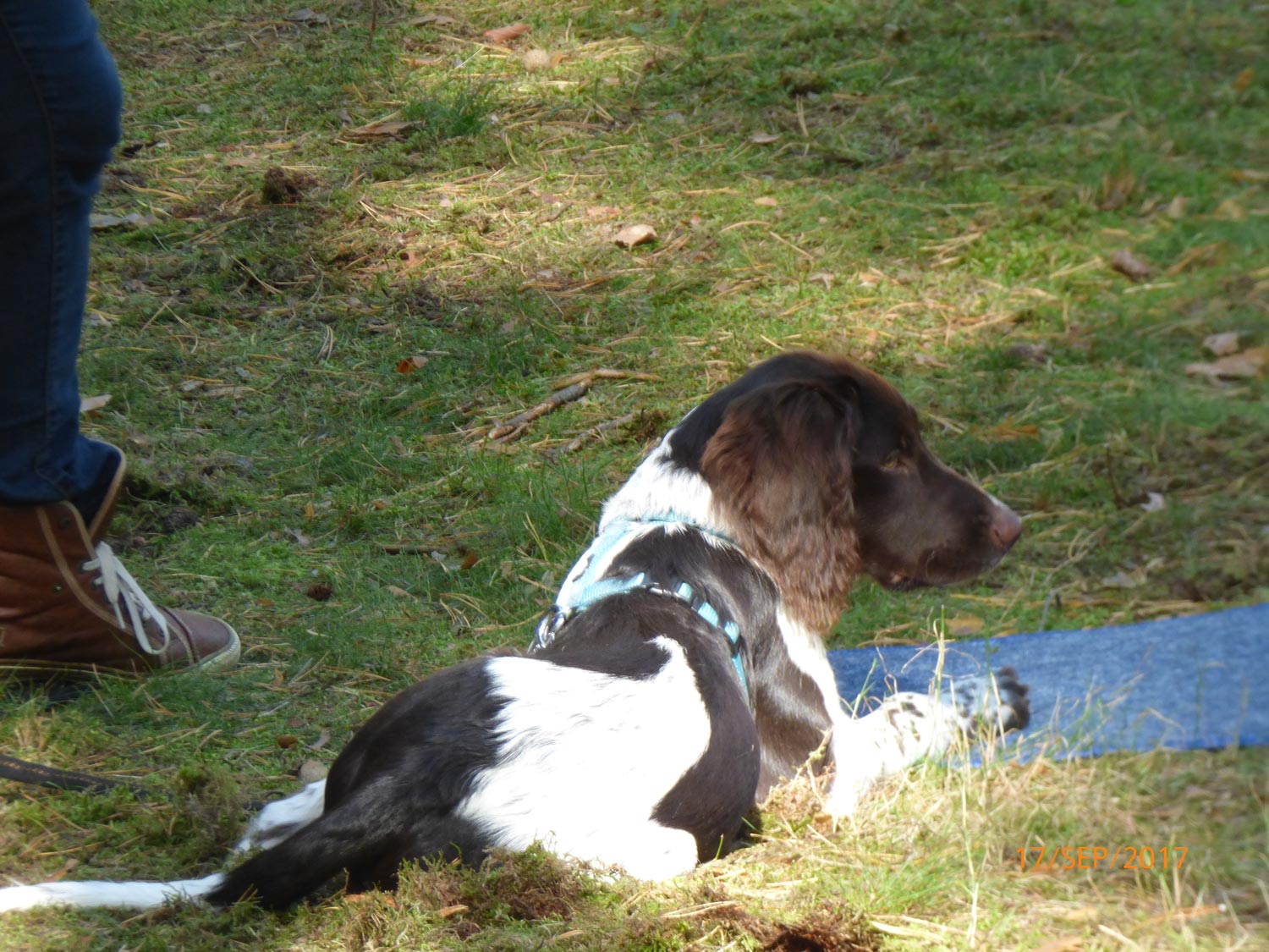 Hundetraining mit Sabine Wolf