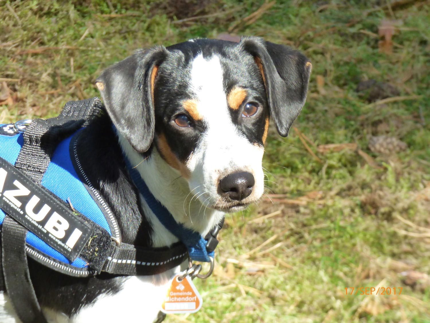 Hundetraining mit Sabine Wolf