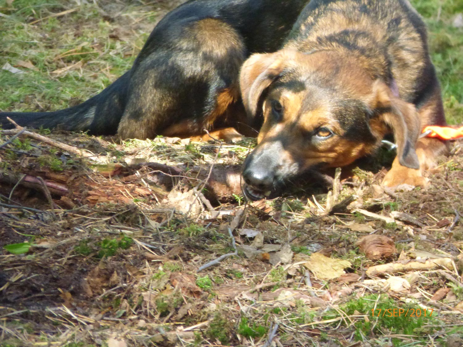 Hundetraining mit Sabine Wolf