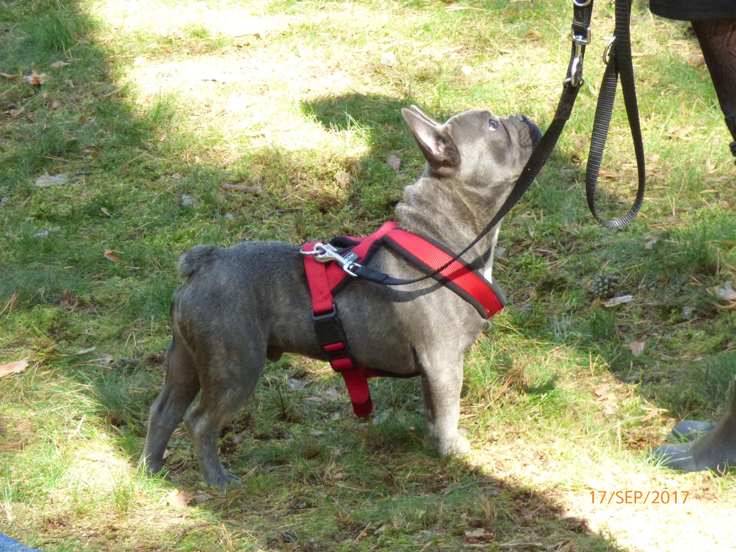 Hundetraining mit Sabine Wolf