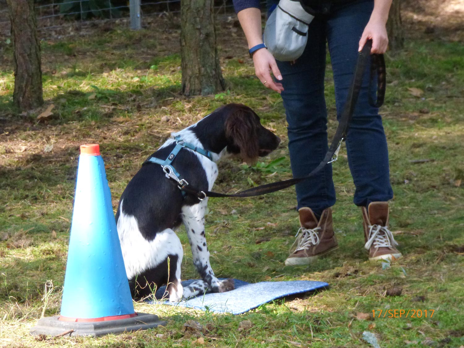 Hundetraining mit Sabine Wolf