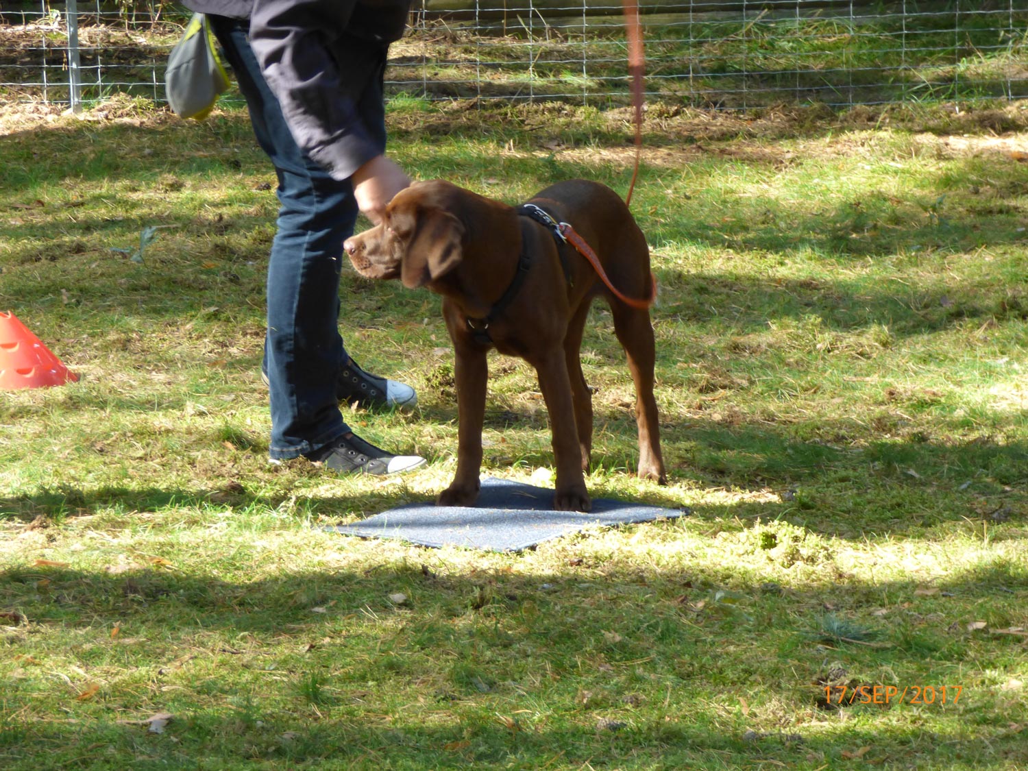 Hundetraining mit Sabine Wolf