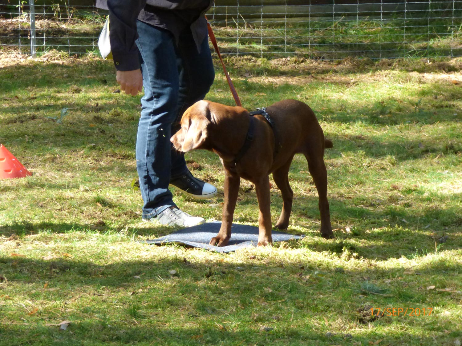 Hundetraining mit Sabine Wolf