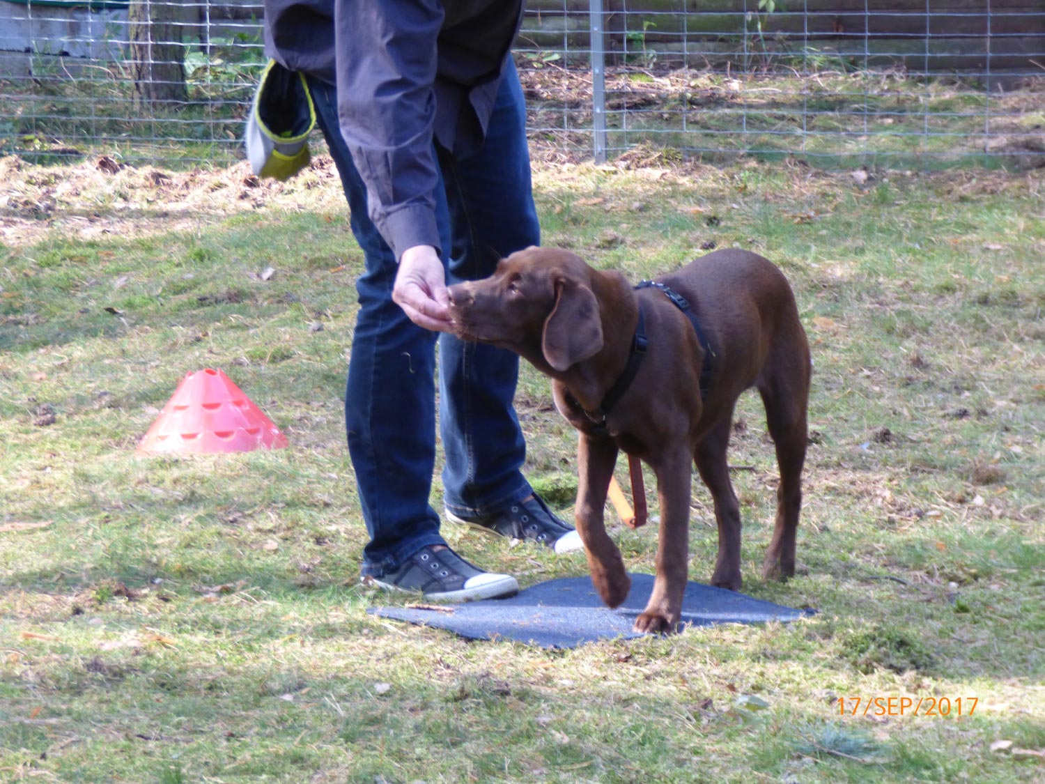 Hundetraining mit Sabine Wolf