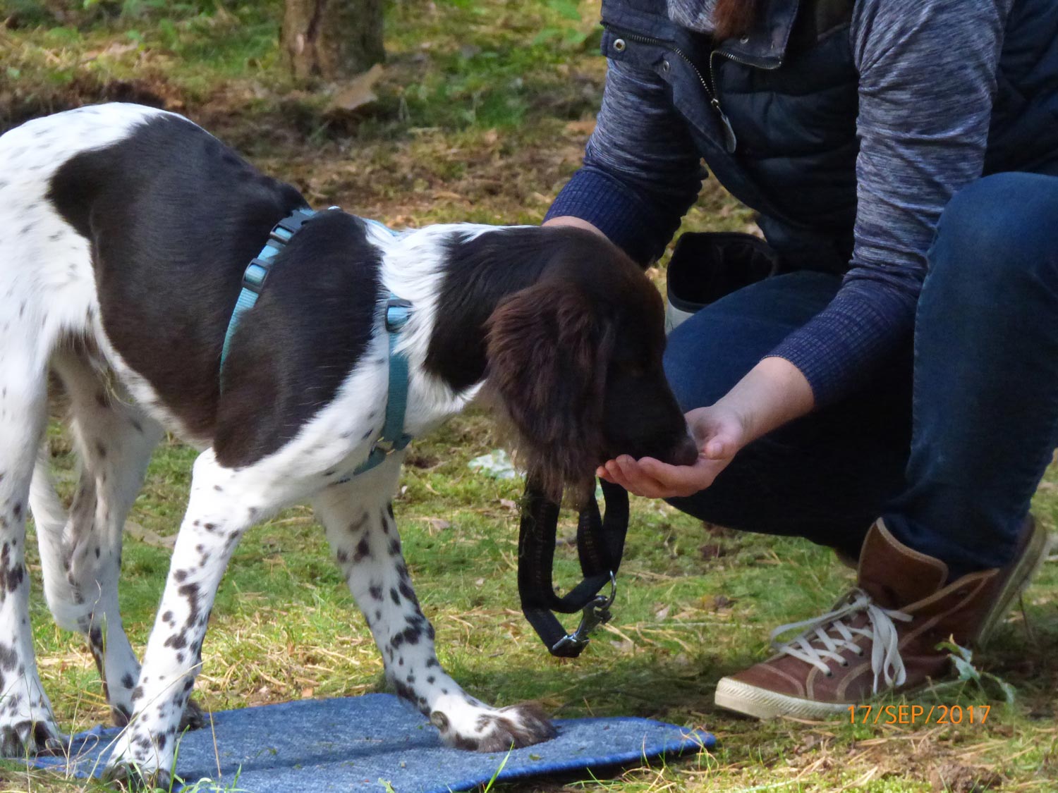 Hundetraining mit Sabine Wolf