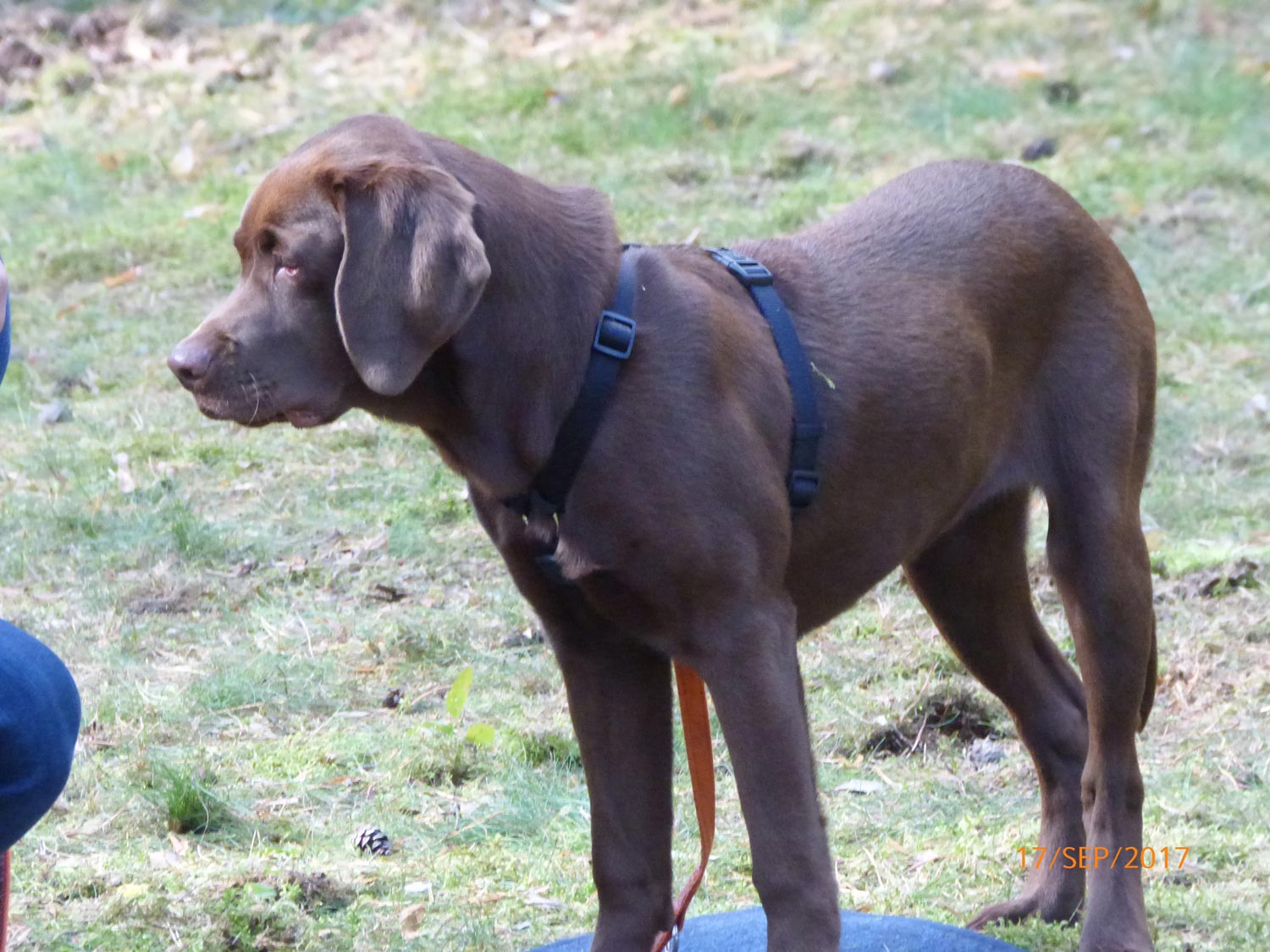 Hundetraining mit Sabine Wolf