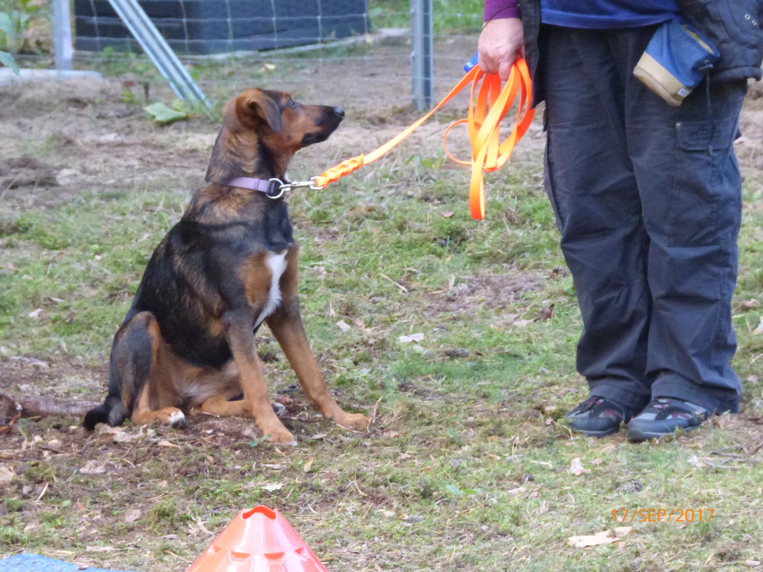 Hundetraining mit Sabine Wolf