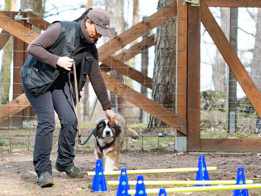 Preise für das Hundetraining