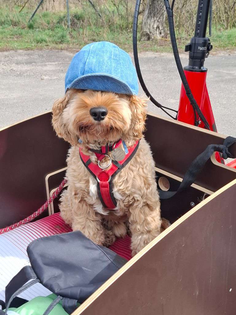 Hund im Lastenrad beim mobilen Hundetraining